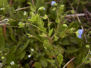 Veronica persica