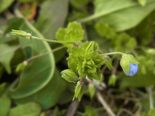 Veronica persica