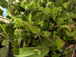 Veronica persica