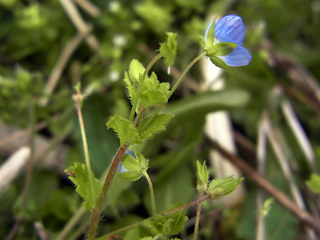 Veronica persica