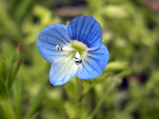 Veronica persica