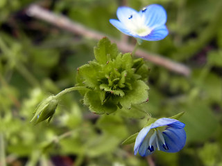 Veronica persica