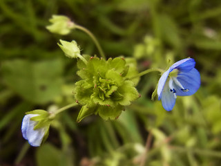 Veronica persica