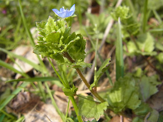 Veronica persica