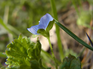 Veronica persica