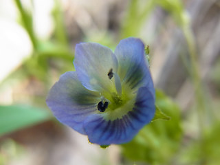 Veronica persica