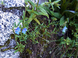 Veronica serpyllifolia ssp. humifusa