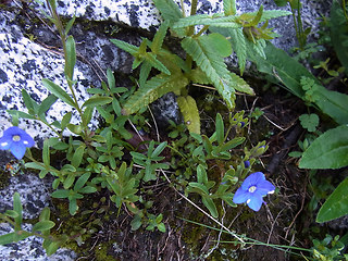 Veronica serpyllifolia ssp. humifusa