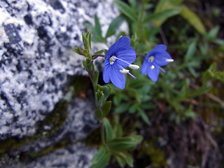 Veronica serpyllifolia ssp. humifusa