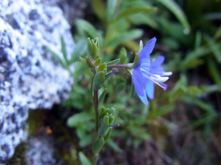 Veronica serpyllifolia ssp. humifusa