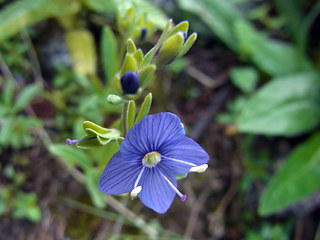 Veronica serpyllifolia ssp. humifusa