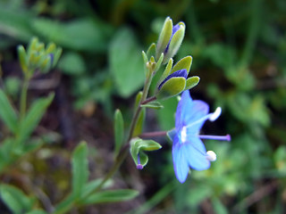 Veronica serpyllifolia ssp. humifusa