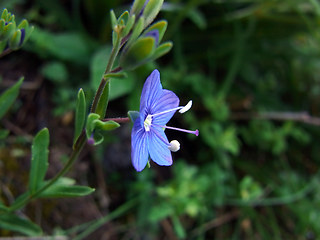 Veronica serpyllifolia ssp. humifusa