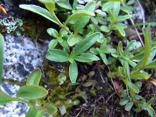 Veronica serpyllifolia ssp. humifusa