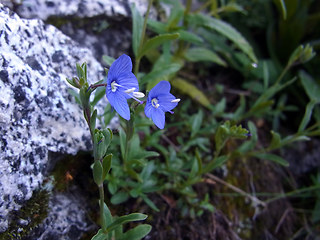 Veronica serpyllifolia ssp. humifusa