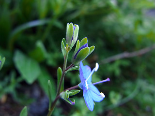 Veronica serpyllifolia ssp. humifusa