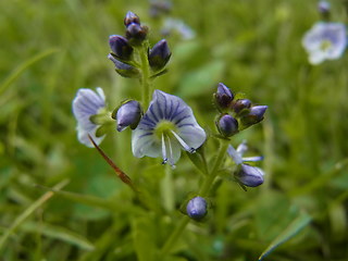 Veronica serpyllifolia ssp. serpyllifolia