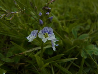 Veronica serpyllifolia ssp. serpyllifolia