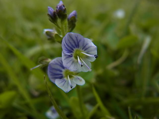 Veronica serpyllifolia ssp. serpyllifolia