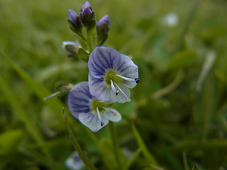 Veronica serpyllifolia ssp. serpyllifolia