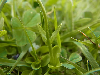 Veronica serpyllifolia ssp. serpyllifolia