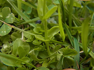 Veronica serpyllifolia ssp. serpyllifolia