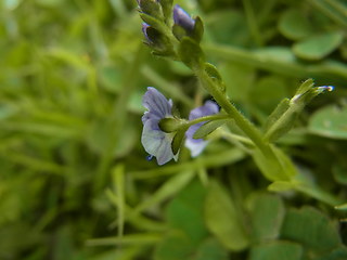 Veronica serpyllifolia ssp. serpyllifolia