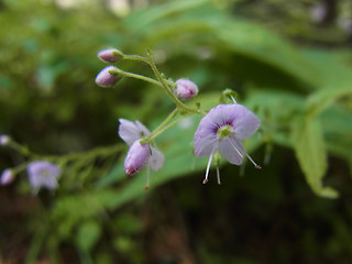 Veronica urticifolia