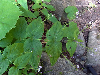 Veronica urticifolia