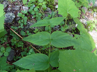 Veronica urticifolia