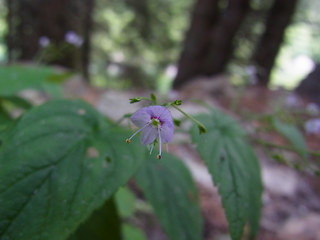 Veronica urticifolia