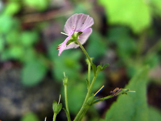 Veronica urticifolia