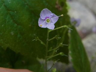 Veronica urticifolia