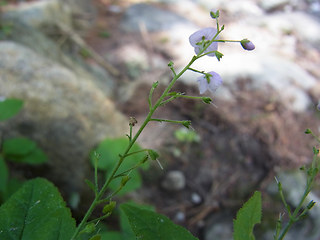 Veronica urticifolia