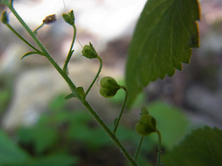 Veronica urticifolia