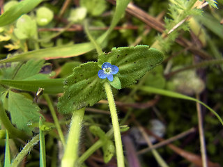 Veronica verna