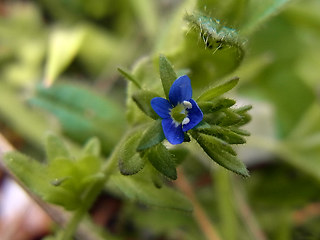 Veronica verna