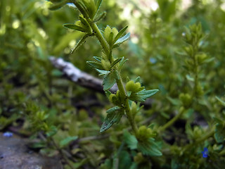 Veronica verna