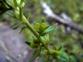 Veronica verna