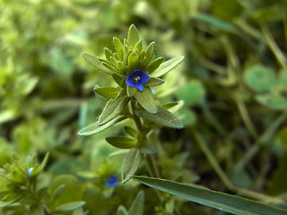 Veronica verna