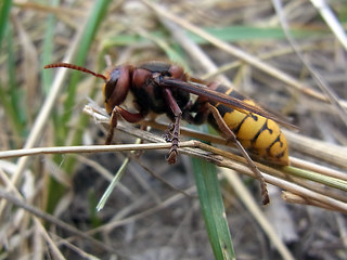 Vespa crabro