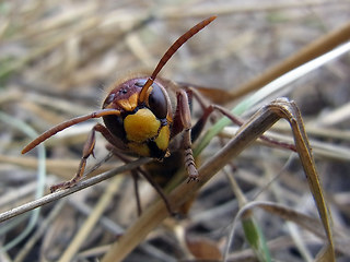 Vespa crabro