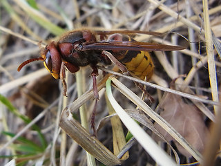 Vespa crabro