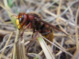 Vespa crabro