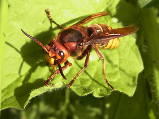 Vespa crabro