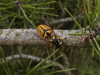 Vespula germanica