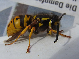 Vespula germanica