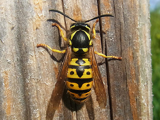 Vespula germanica