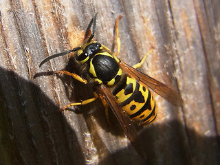 Vespula germanica