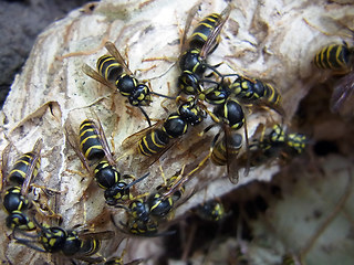 Vespula vulgaris